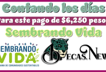 ▷ Contando los días para este pago de $6,250 pesos | Sembrando Vida » 2025 BECAS.NEWS 🥇 Contando los días para este pago de $6,250 pesos | Sembrando Vida