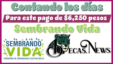 ▷ Contando los días para este pago de $6,250 pesos | Sembrando Vida » 2025 BECAS.NEWS 🥇 Contando los días para este pago de $6,250 pesos | Sembrando Vida