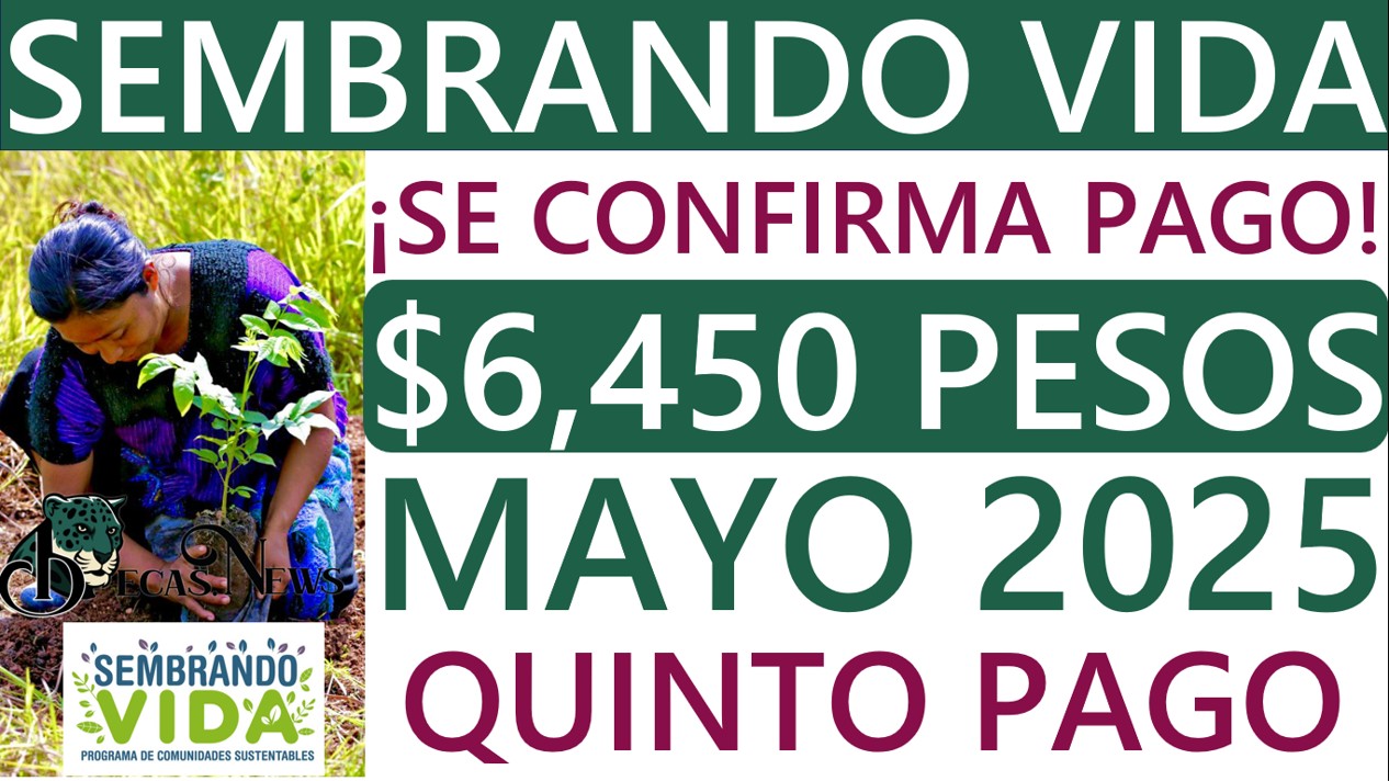 ▷ Se confirma el pago de sembrando vida correspondiente al mes de mayo 2025 » 2025 BECAS.NEWS 🥇 ne 7